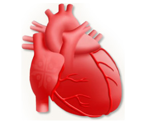 Cardiology2